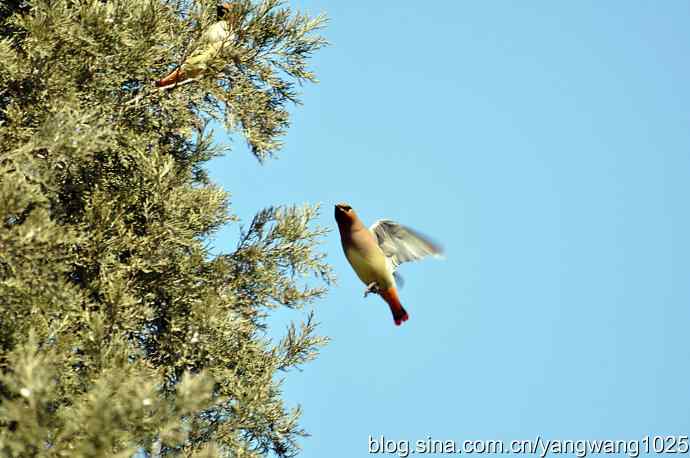 颐和园的收获(欢乐的太平鸟)1 颐和园的收获(欢乐的太平鸟)1
