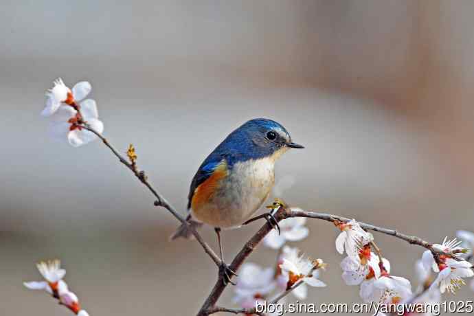 山桃花与雄性红胁蓝尾鸲