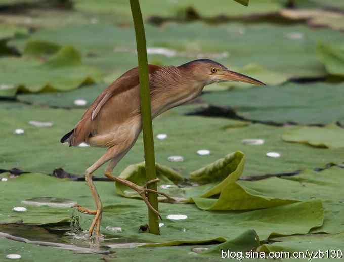 漂亮的钢管舞（组图，10张图片）