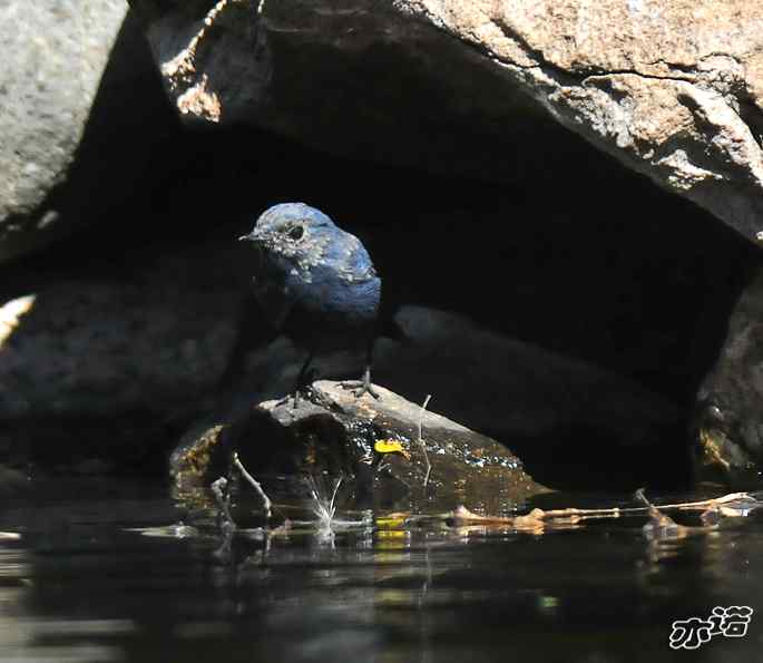 河北平山 wbr路 wbr红尾水鸲 河北平山 wbr路 wbr红尾水鸲