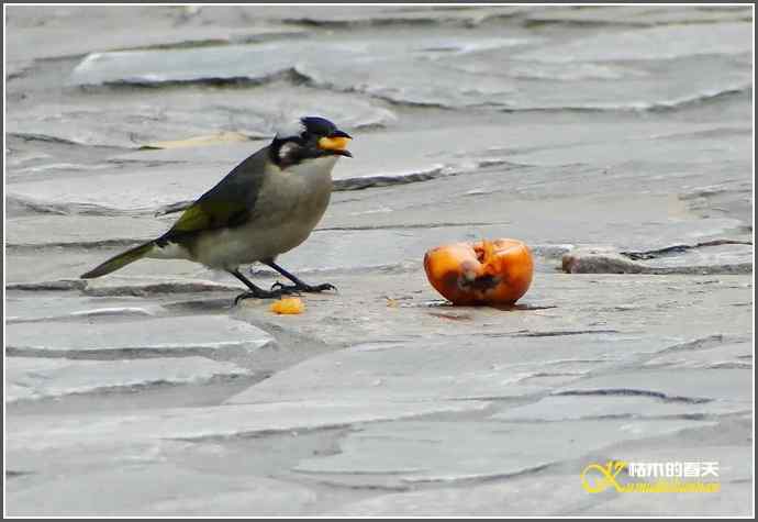 鈥溗啄疋澃淄佛恰菊掌