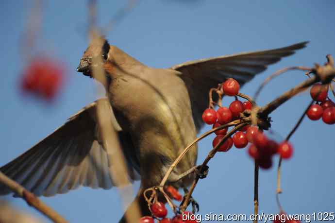 太平鸟（抓拍）3