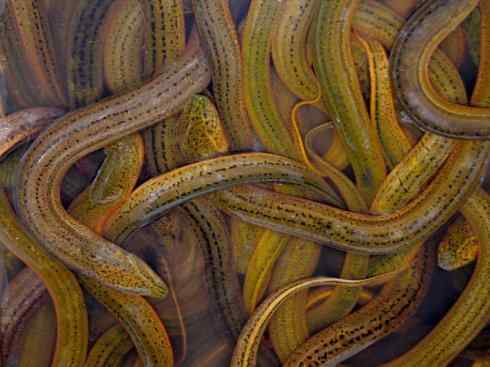 鱼类活化石：鳄雀鳝