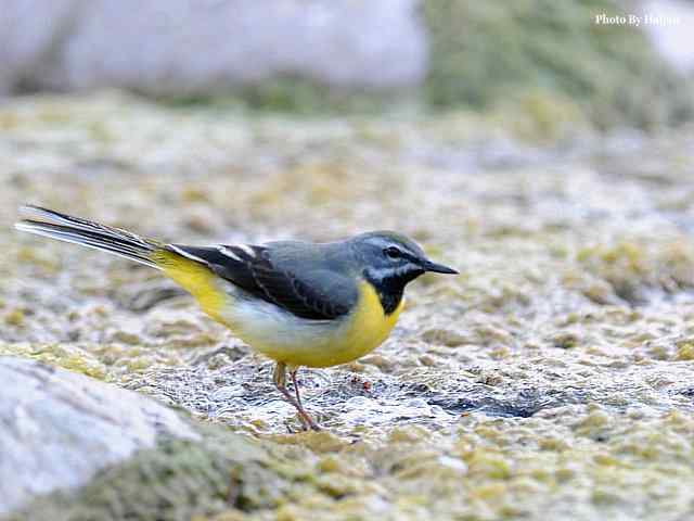 房山十渡(灰鹡鸰)