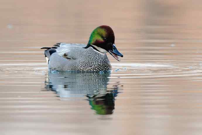 唐罗鸭 wbr八百里加急★ 唐罗鸭 wbr八百里加急★