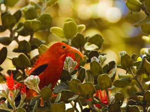 极品红色鸟类：镰嘴管舌鸟