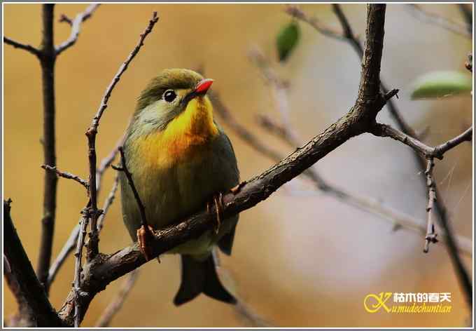 红嘴相思鸟【照片】