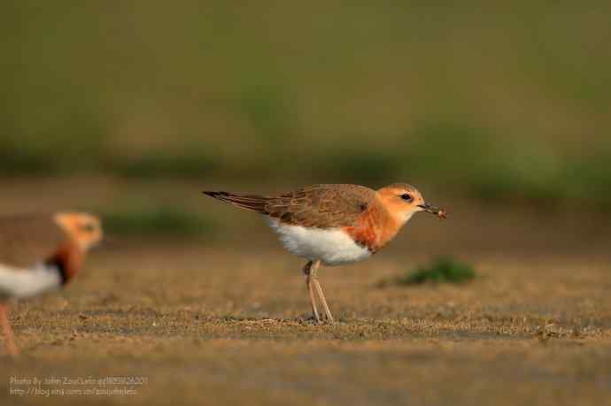 如期而至的东方鸻
