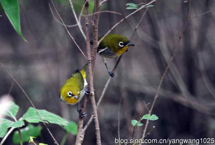 红胁绣眼鸟（5）