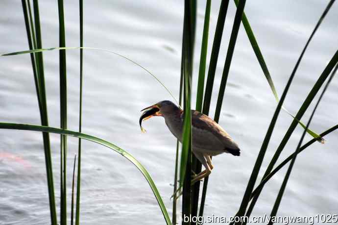 黄苇鳽的早餐（记实）