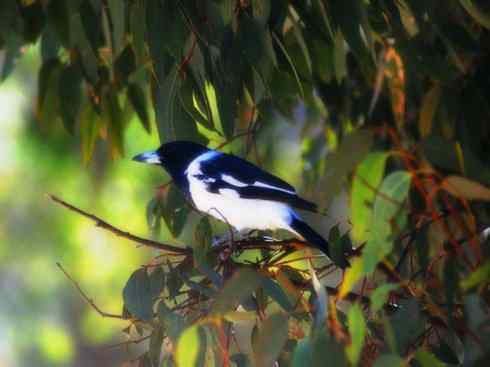 雀鸟也彪悍：战斗机（黑背钟鹊）