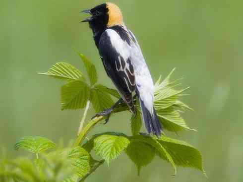 雀鸟也彪悍:小鸟也疯狂(红翅黑鹂) 雀鸟也彪悍:小鸟也疯狂(红翅黑鹂——拟鹂科的战斗种族)