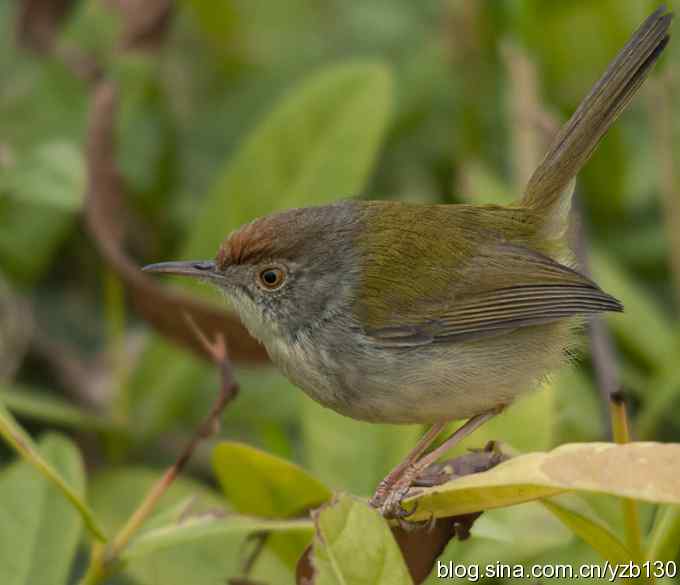 深港拍鸟新纪录（10）鈥斺敵の卜煲遁海ㄗ橥迹