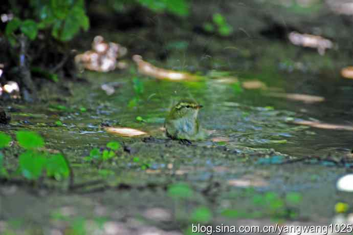 爽（洗浴的黄眉柳莺）2
