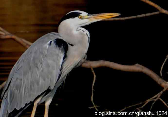 一只漂亮的苍鹭(稻香湖)