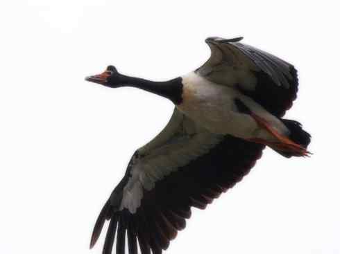 奇特的盔：鹊雁