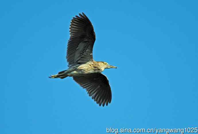 飞(夜鹭)76 飞(夜鹭)76