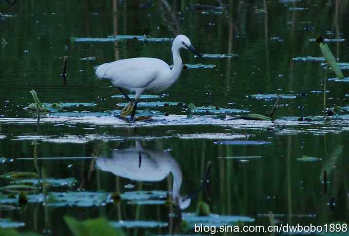 小白鹭的晚餐