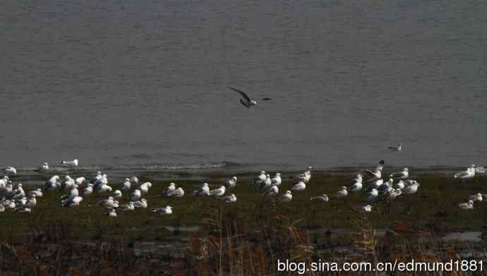 吴淞炮台湾湿地公园3月鸟况