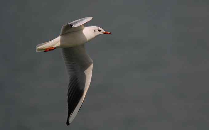 三家店水库今天突现大批迁徙海鸥（组图）