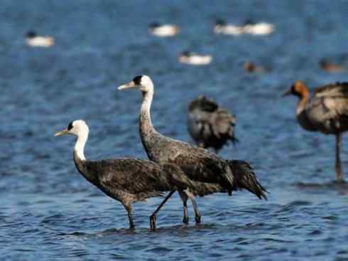 白头鸟系列：另类的美丽7（鸻鹬）