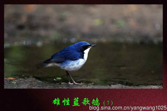 雄性蓝歌鸲（7）