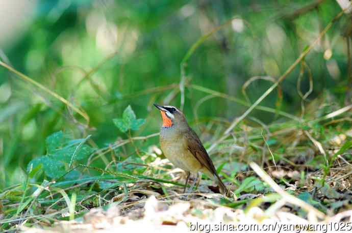 红喉歌鸲（16）