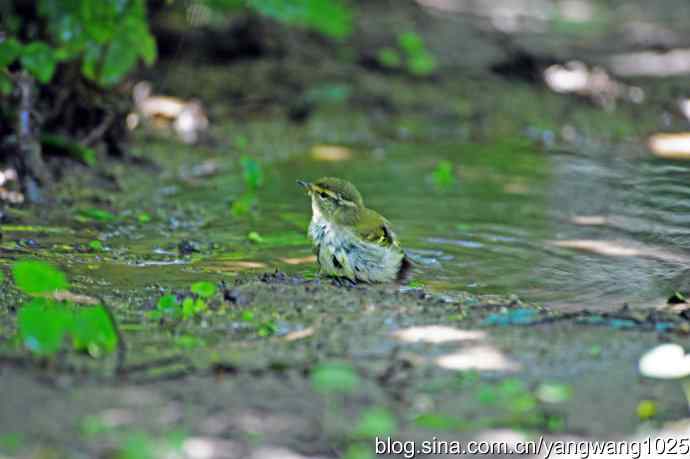 爽（洗浴的黄眉柳莺）2