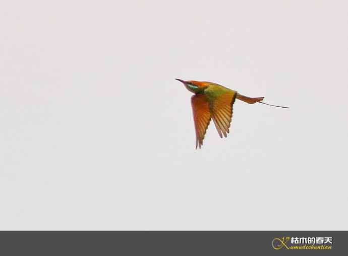 断线的鈥湻珞葩濃敿锹尖溌毯矸浠⑩