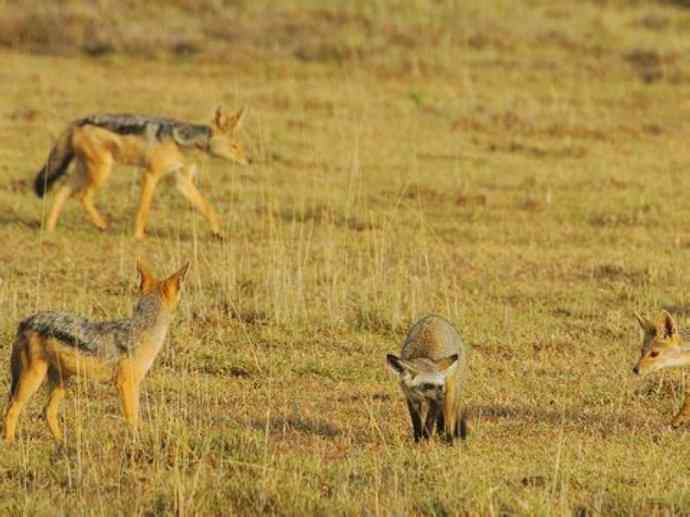犬科：狐亚科之大耳狐