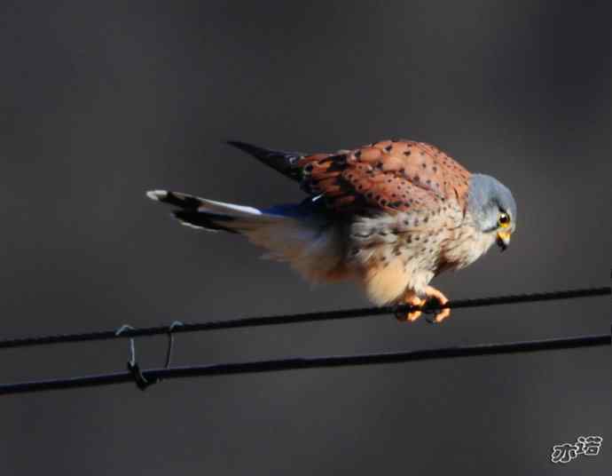 红隼吞鼠全记录（之一）