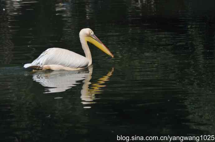 再拍大鹈鹕 wbr6