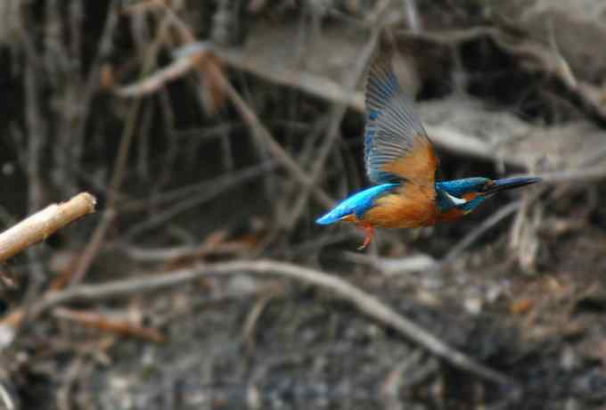 小翠儿的幸福生活