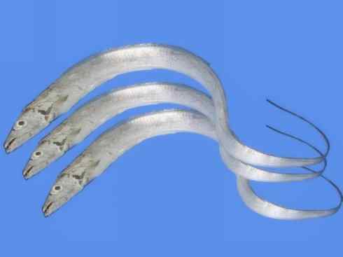 自然奇观：动物大迁徙(大马哈鱼)