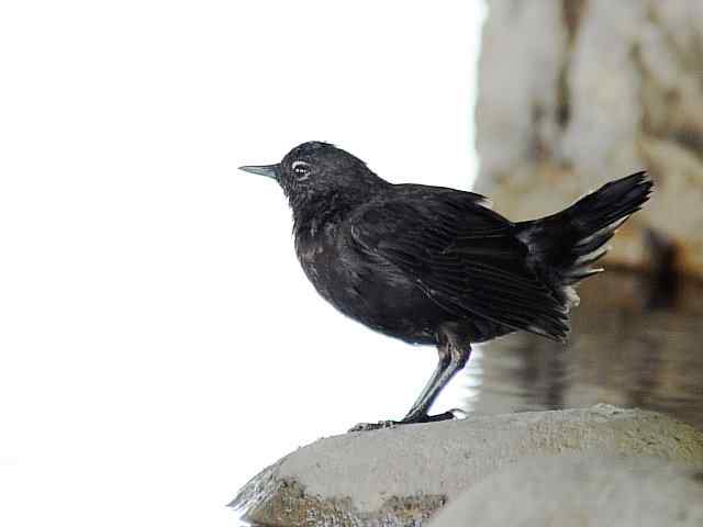 蒲洼围剿蓝矶鸫