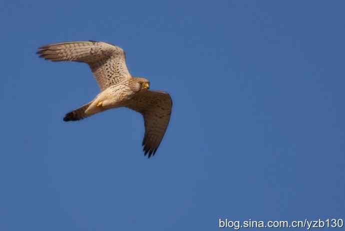 搂草打兔子（组图，15张图片）