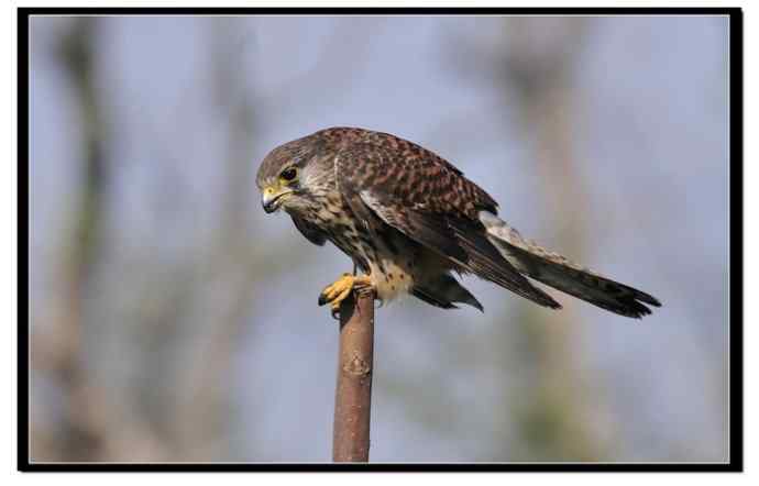 红隼享用甜点 红隼享用甜点