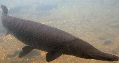 鱼类活化石：鳄雀鳝
