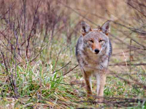 犬科:犬亚科犬属之郊狼、红狼 犬科:犬亚科犬属之郊狼、红狼