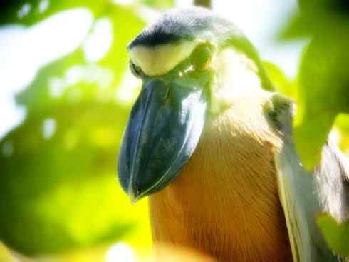 猎奇：奇特的鸟喙之一
