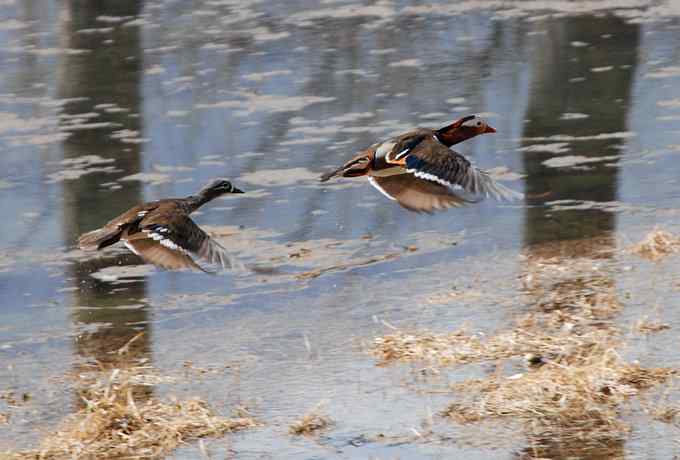 怀沙河鸟调 怀沙河鸟调