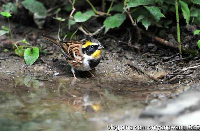 雄性黄喉鹀（4）