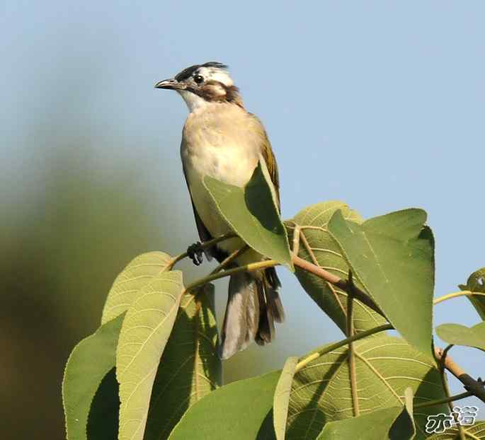 圆明园&nbsp;wbr路&nbsp;wbr白头鹎