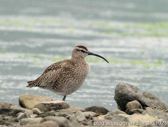 湿地观鸟.中杓鹬