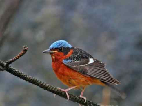 美丽无罪：雀鸟之矶鸫