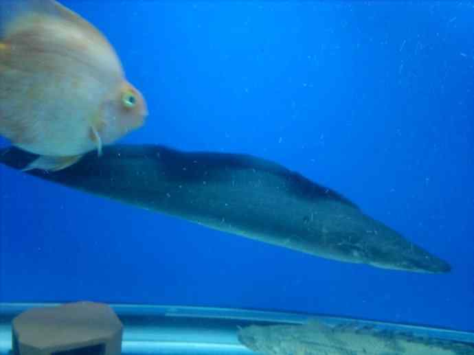 鱼类活化石：裸臀鱼