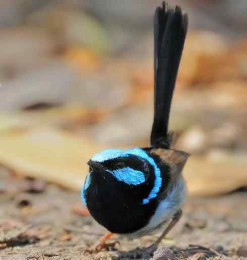 美丽无罪：雀鸟之鹩莺