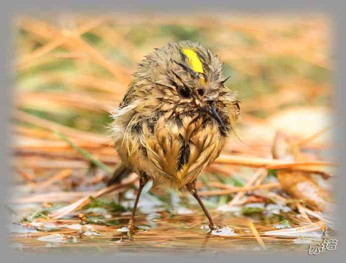 大年初三 wbr wbr戴菊洗涮 大年初三 wbr wbr戴菊洗涮