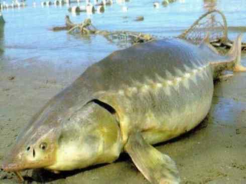 鱼类活化石：中华鲟