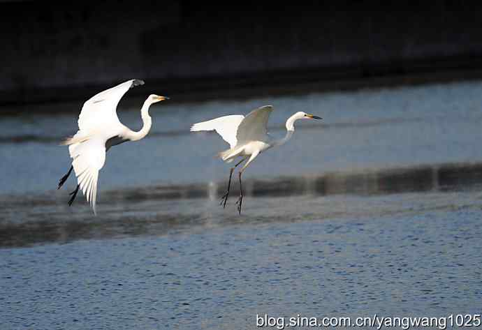 飞(白鹭)2 飞(白鹭)2